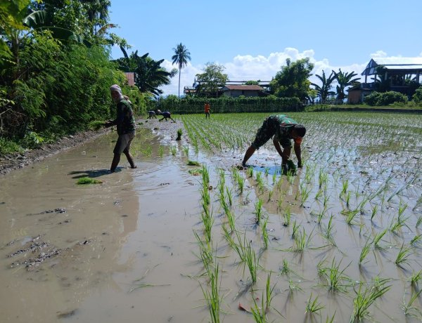 Babinsa dan Petani Tanam Padi di Wonomulyo, Dukung Perluasan Areal Tanam dan Swasembada Pangan