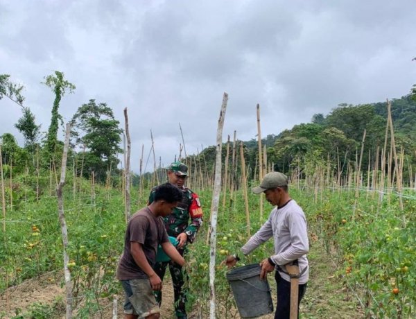 Panen Tomat Bersama Petani, Babinsa Koramil 1401-04/Malunda Terus Dorong Ketahanan Pangan di Desa Binaan